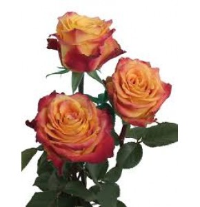 ΤΡΙΑΝΤΑΦΥΛΛΑ ΔΙΧΡΩΜΑ 50εκ. ROSEN  SILANTOI 50cm